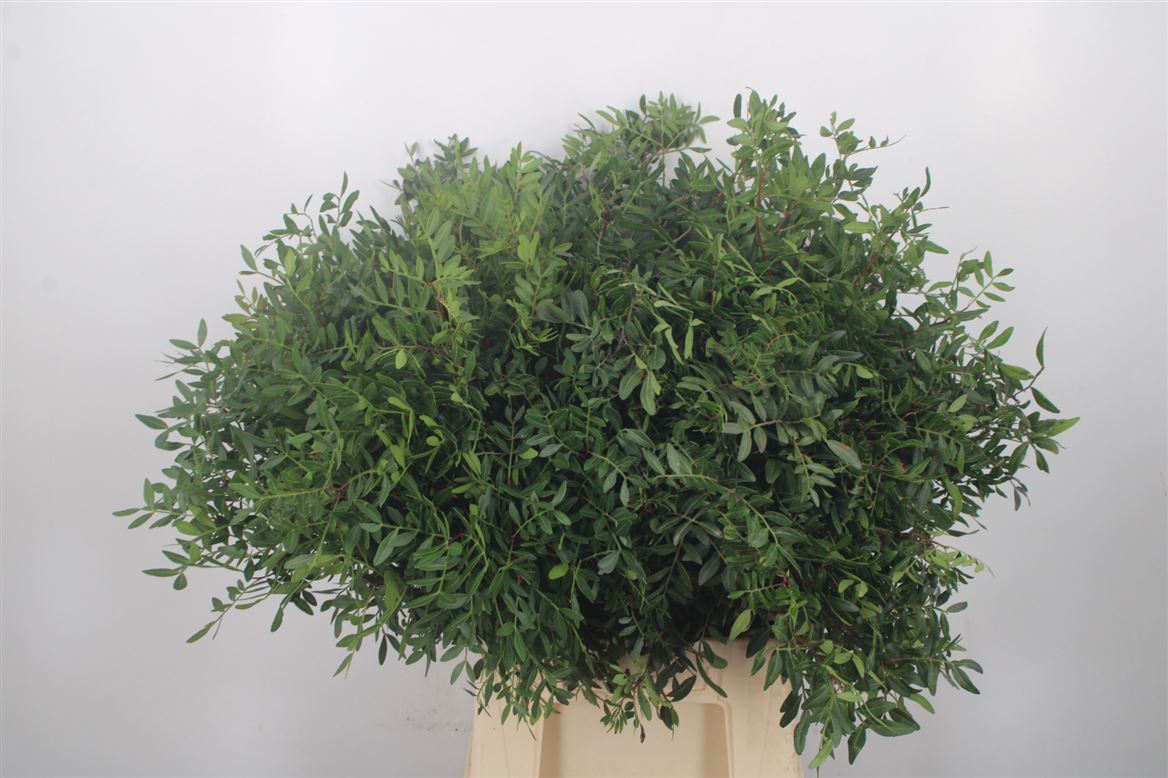 Pistacia 60cm