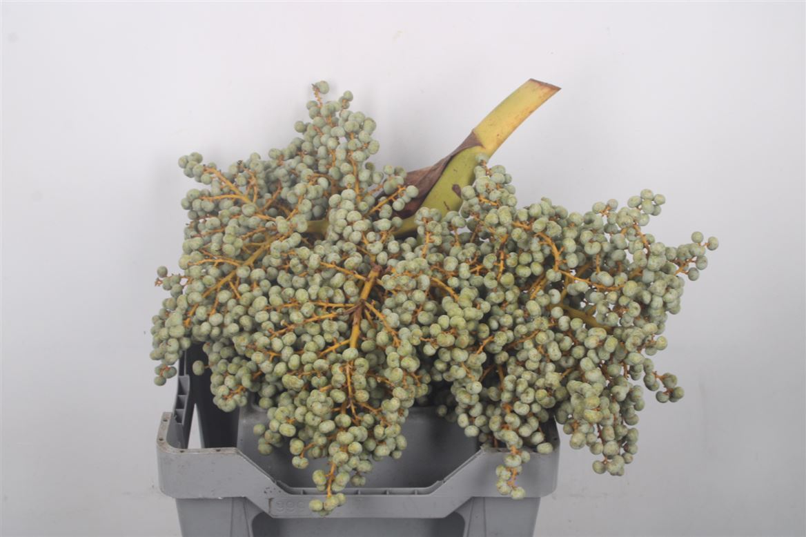 Dates Per Kilo