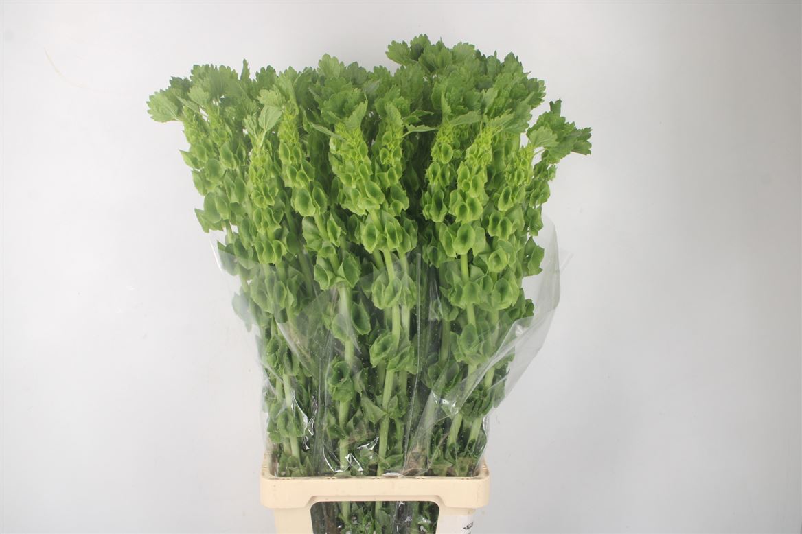 Moluccella 100cm
