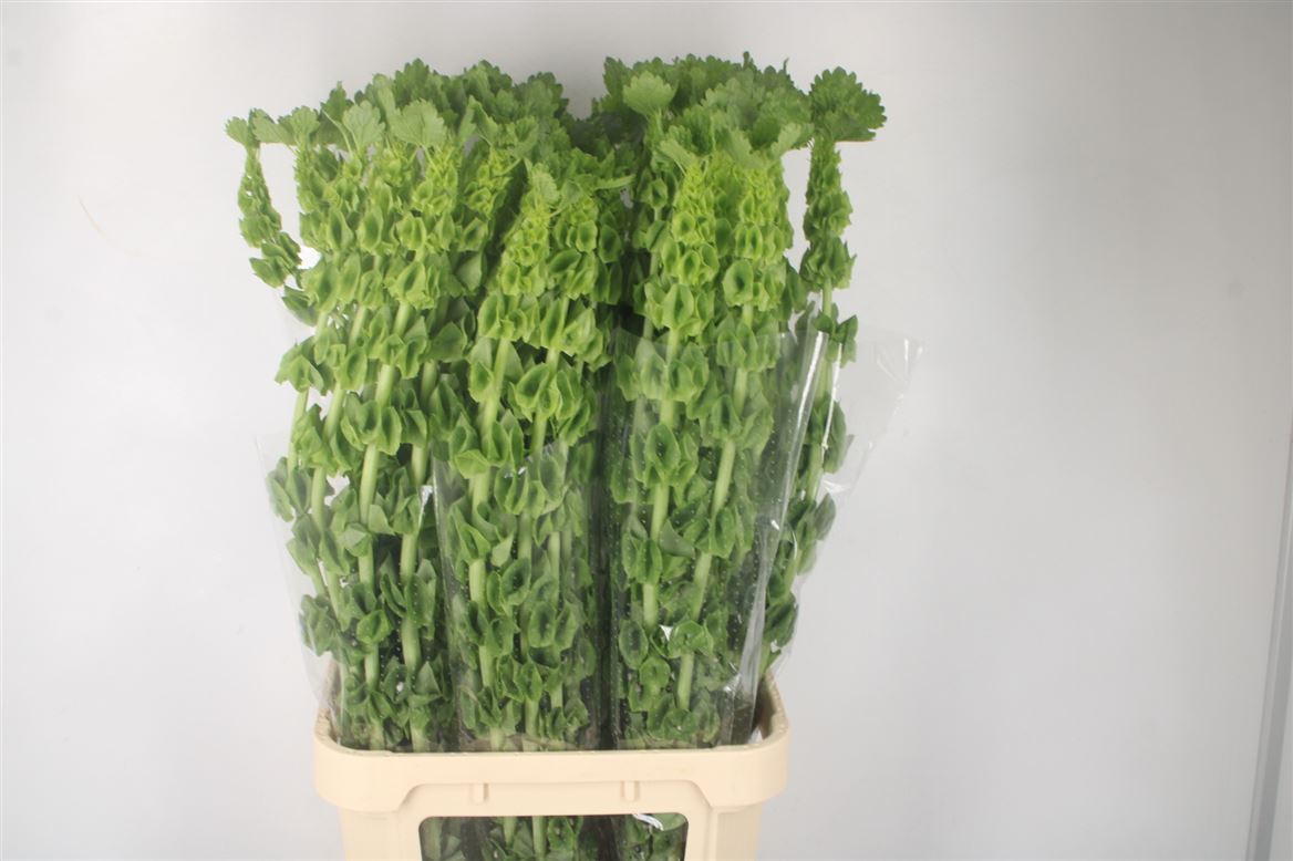 Moluccella 90cm