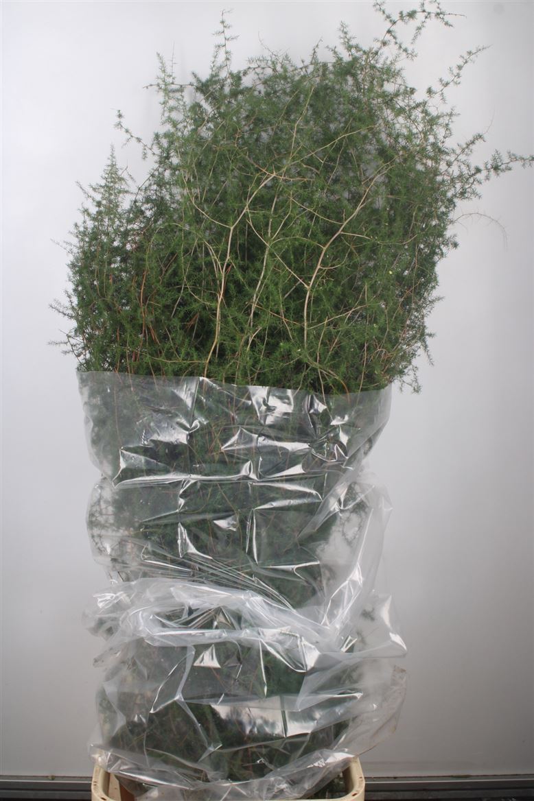 Asparagus Setaceus 110cm