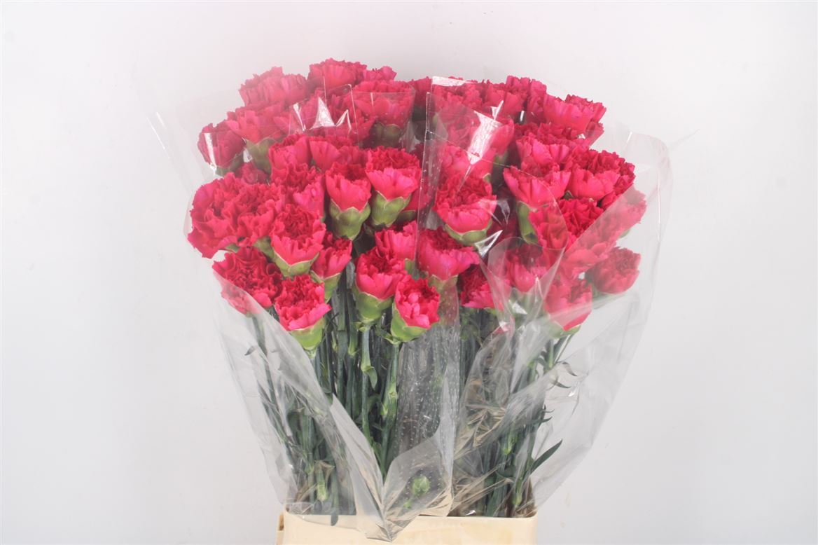 Dianthus St 70cm