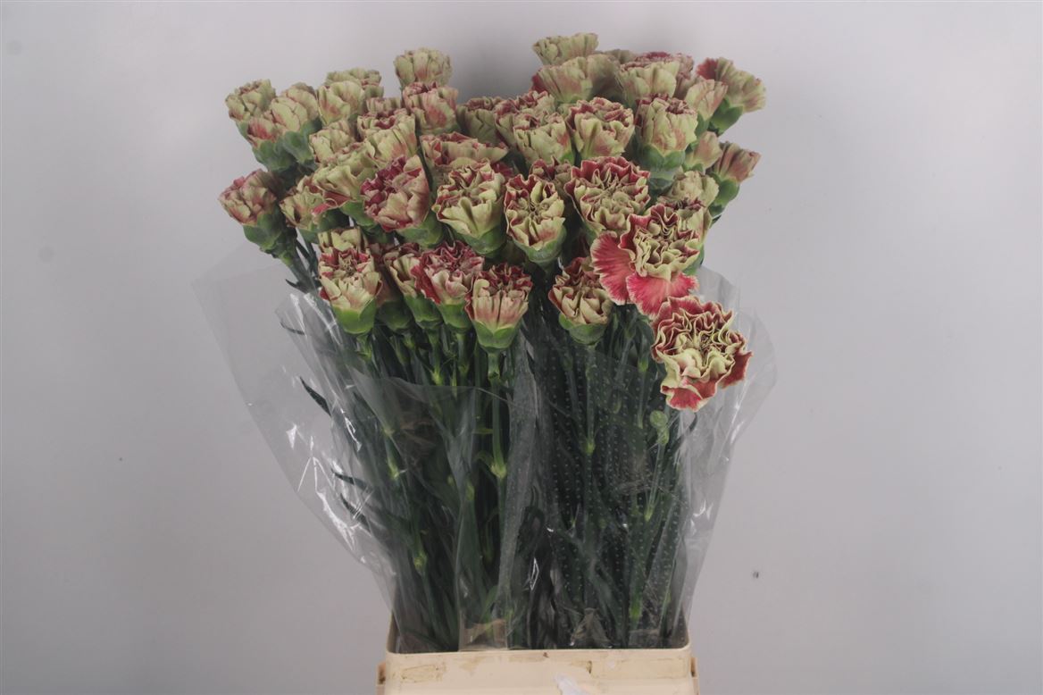 Dianthus St 70cm