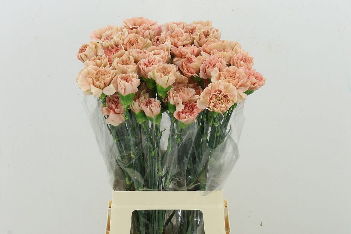 Dianthus St 70cm