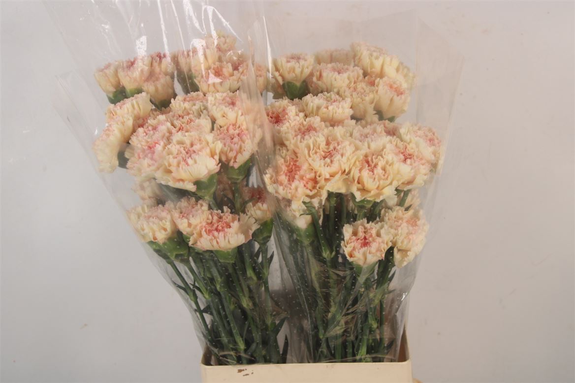 Dianthus St 70cm