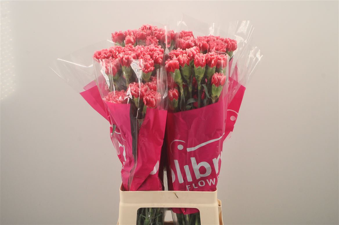 Dianthus St 70cm