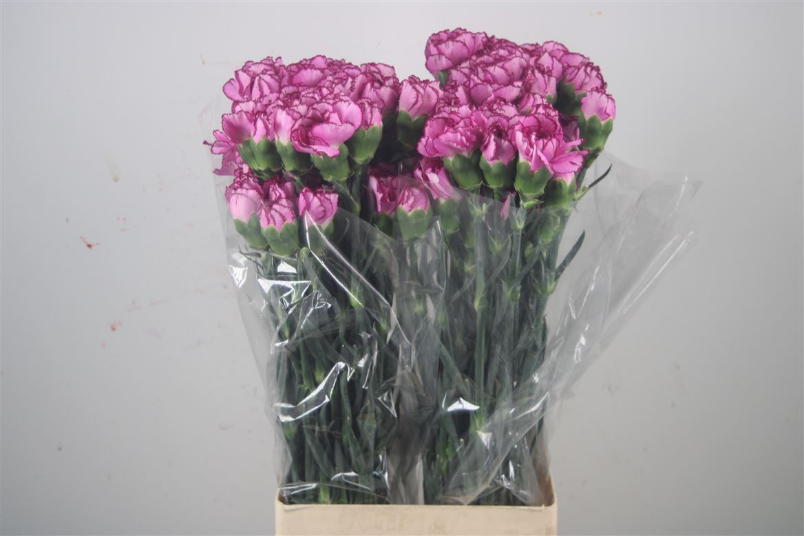 Dianthus St 70cm