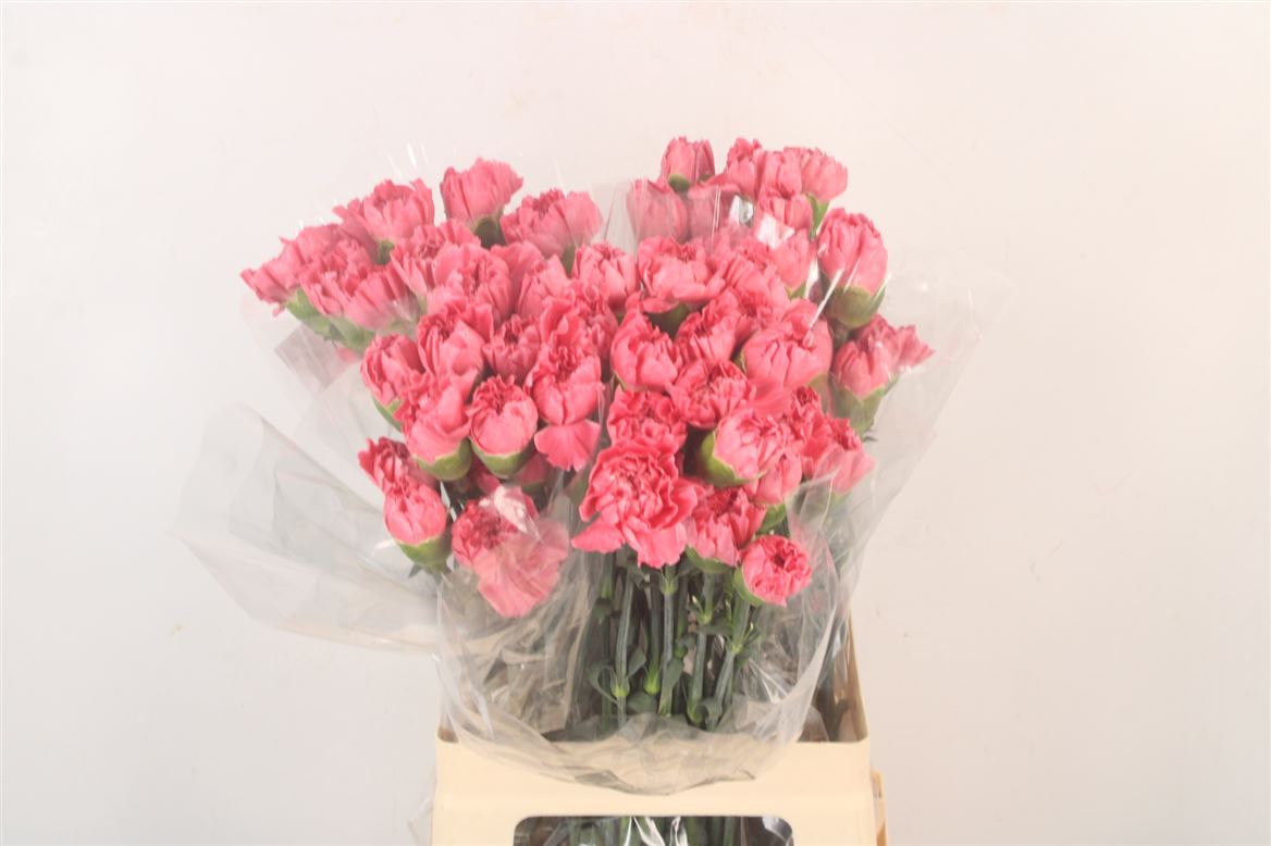 Dianthus St 70cm