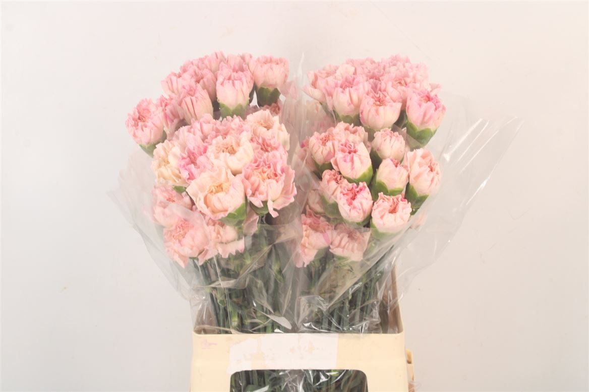 Dianthus St 70cm