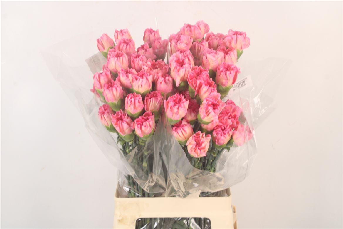 Dianthus St 70cm