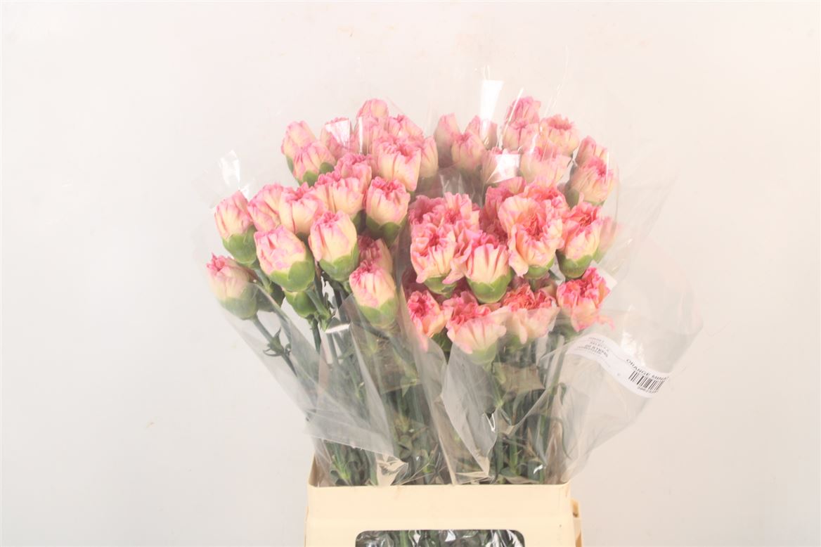 Dianthus St 70cm