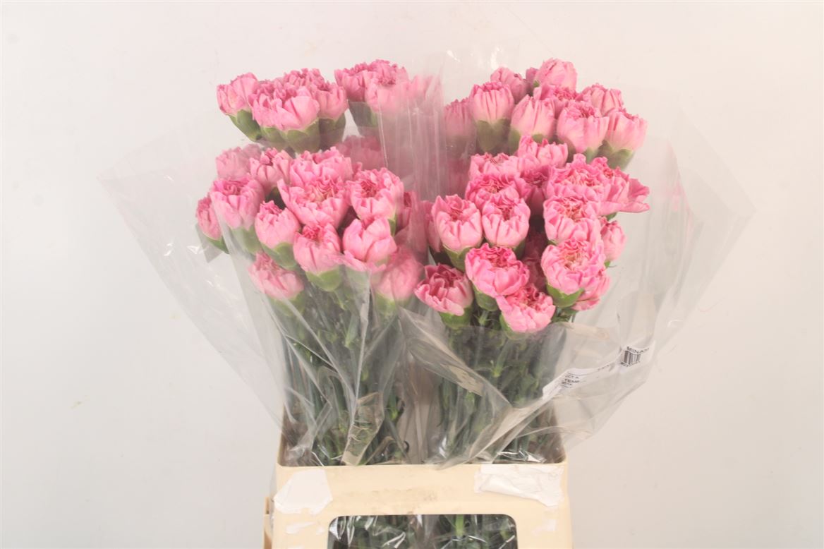Dianthus St 70cm