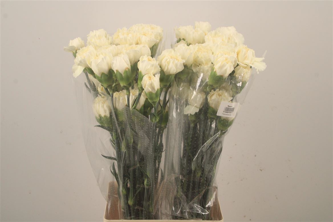 Dianthus St 70cm