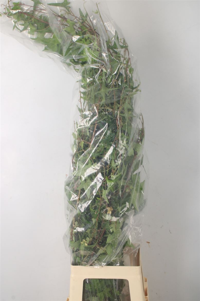 Hedera Helix Leave 100cm