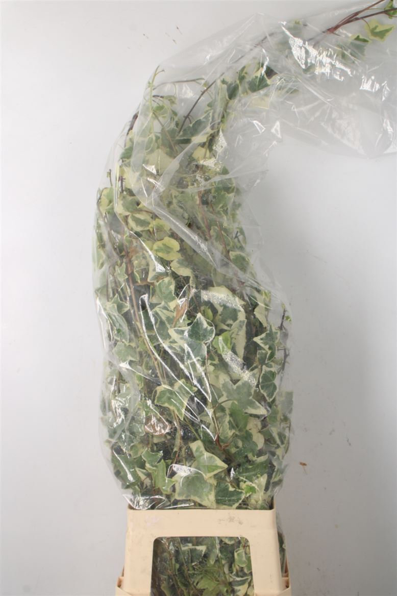 Hedera Helix Leave 100cm