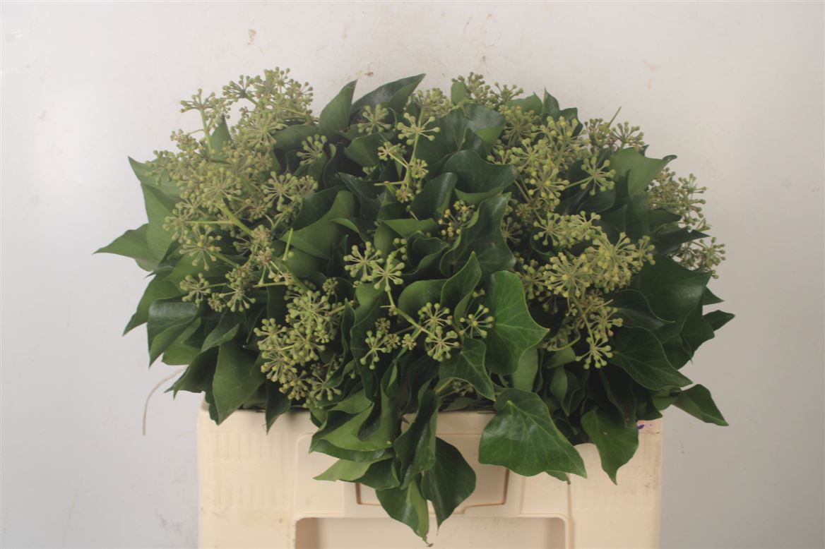 Hedera Leaves 50cm