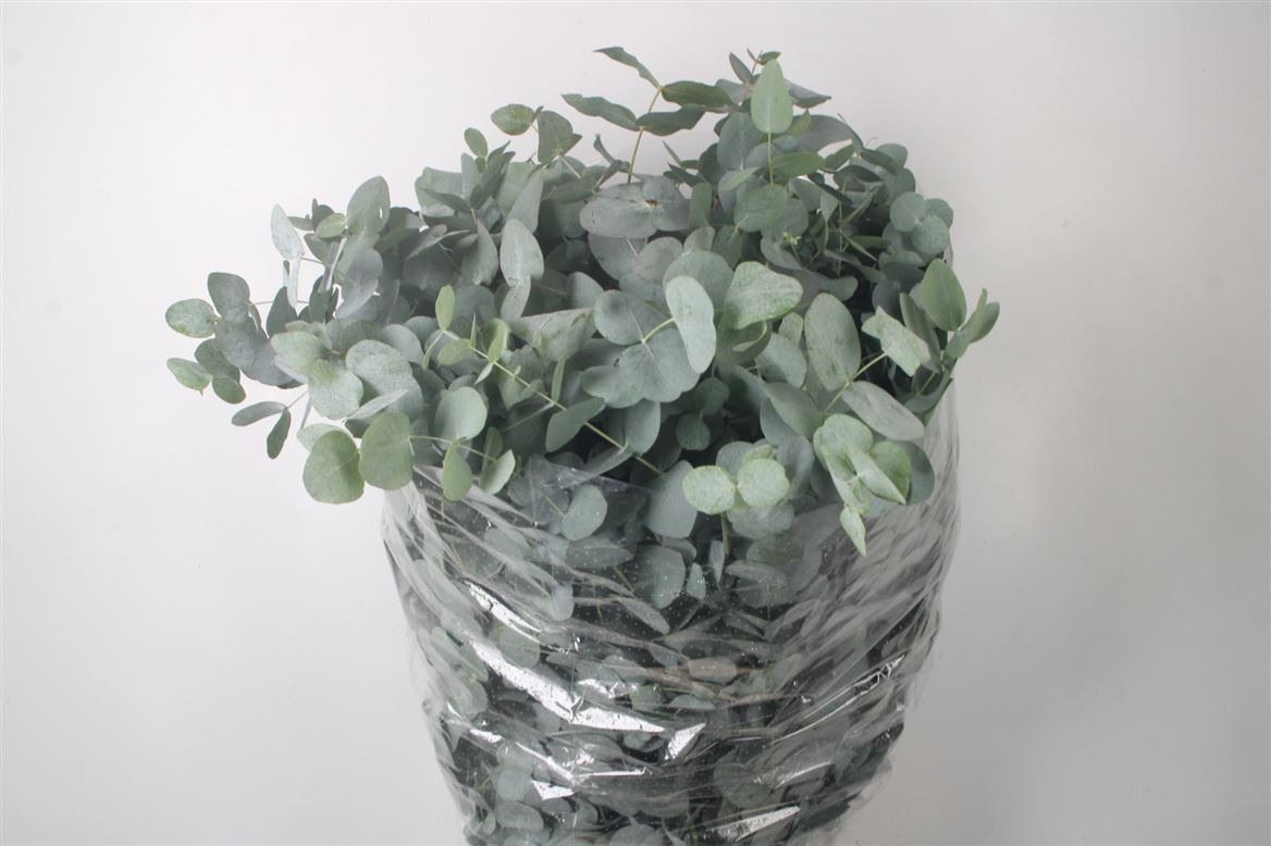 Eucalyptus Cinerea 70cm 300gram