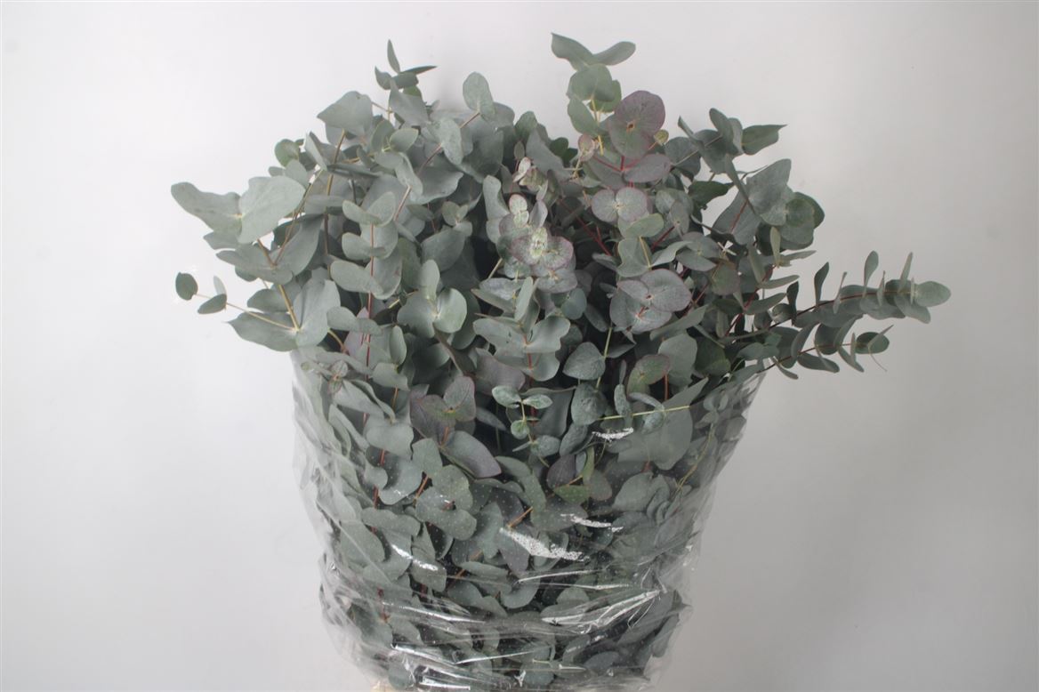 Eucalyptus Cinerea 70cm 300gram