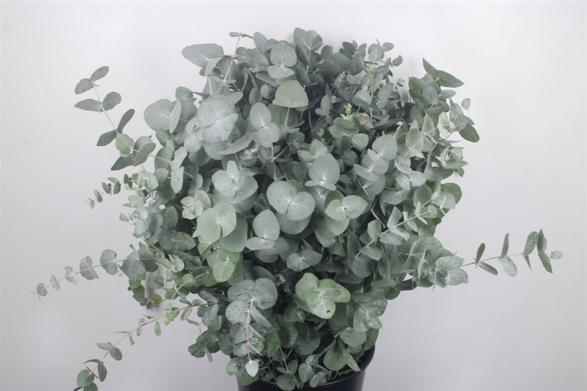 Eucalyptus Cinerea 70cm 320gram
