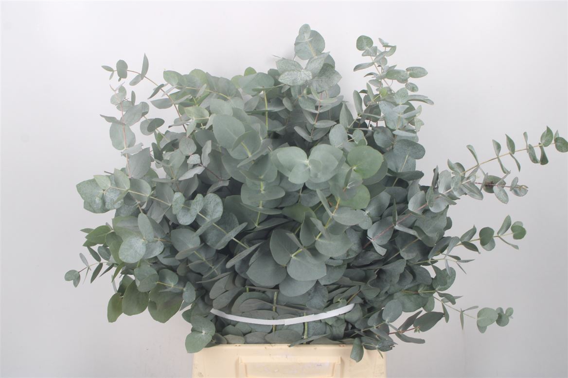 Eucalyptus Cinerea 50cm 150gram