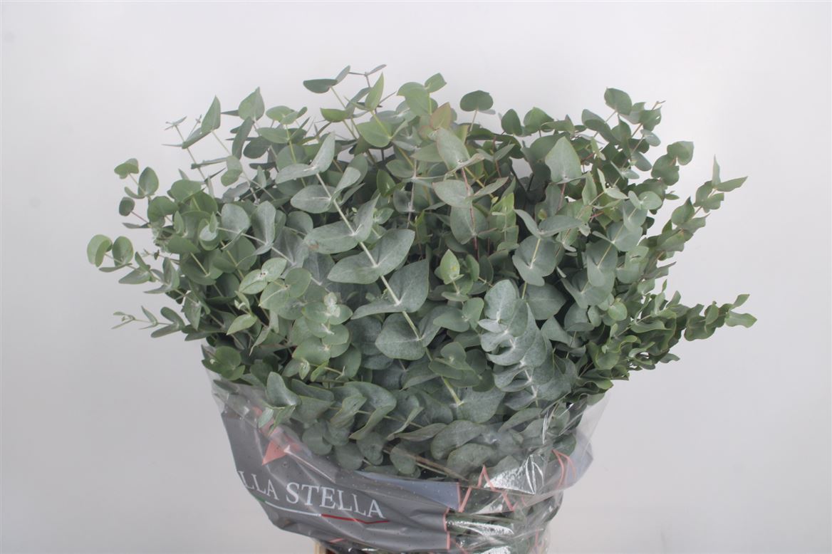 Eucalyptus Cinerea 70cm 300gram