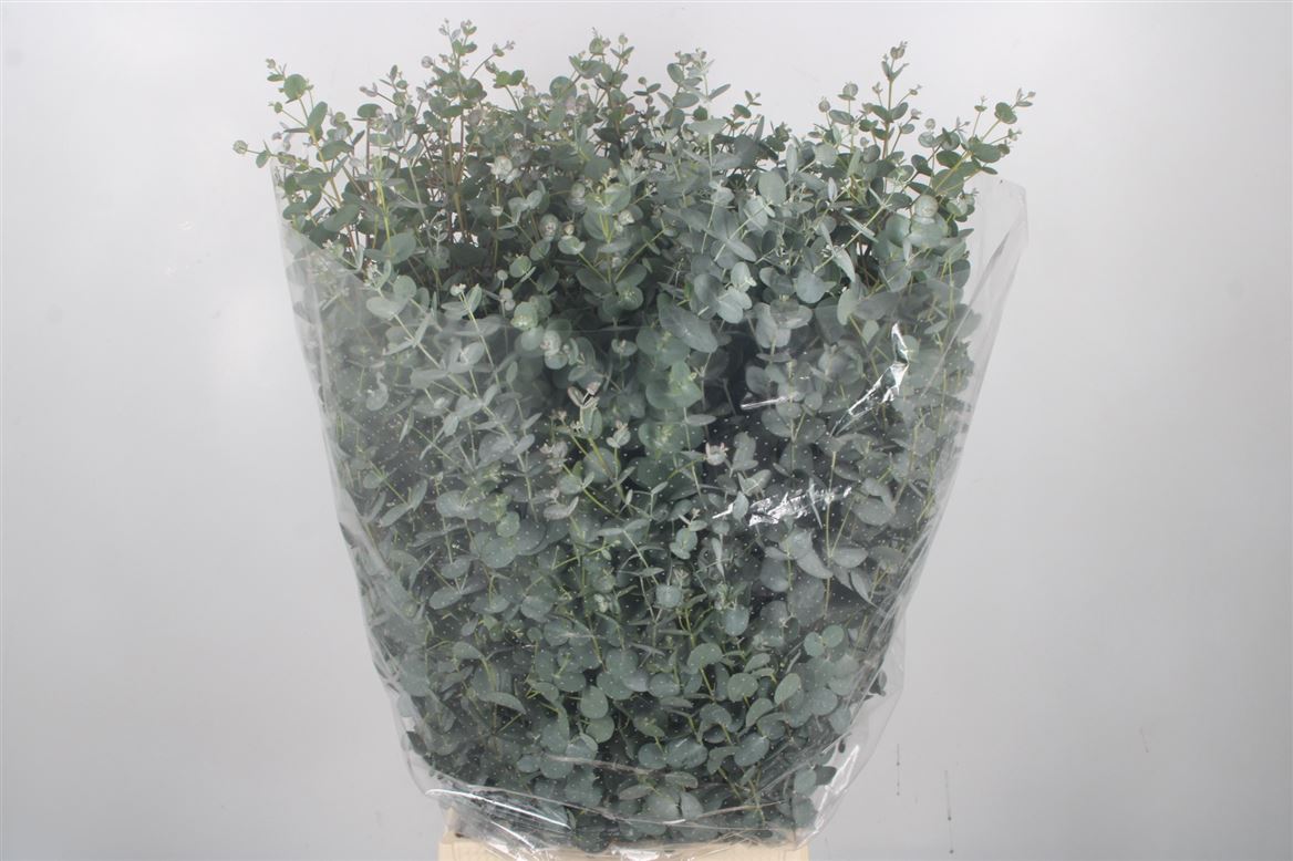 Eucalyptus Gunnii Per Bunch 50cm 150gr.
