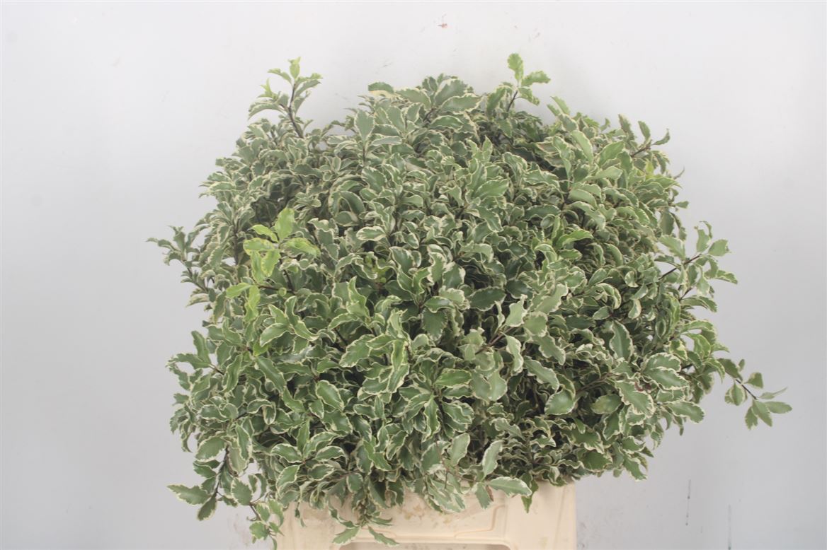 Pittosporum Per Bunch 150gram