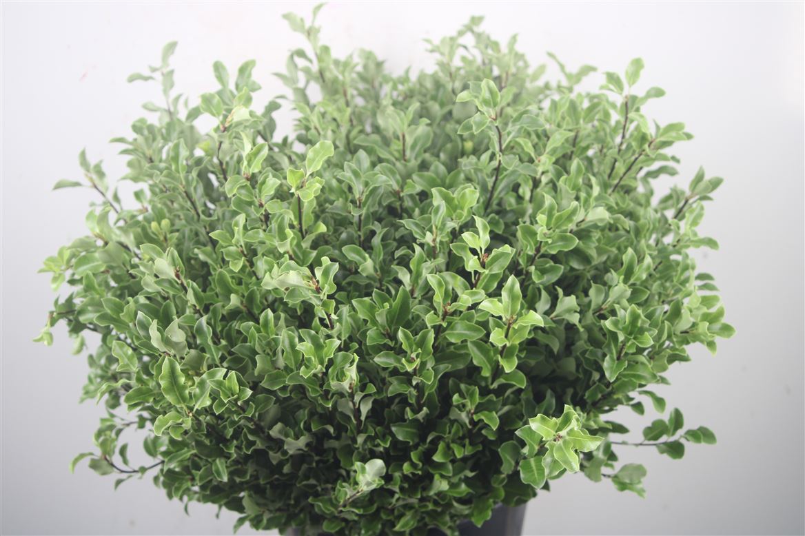 Pittosporum Per Bunch
