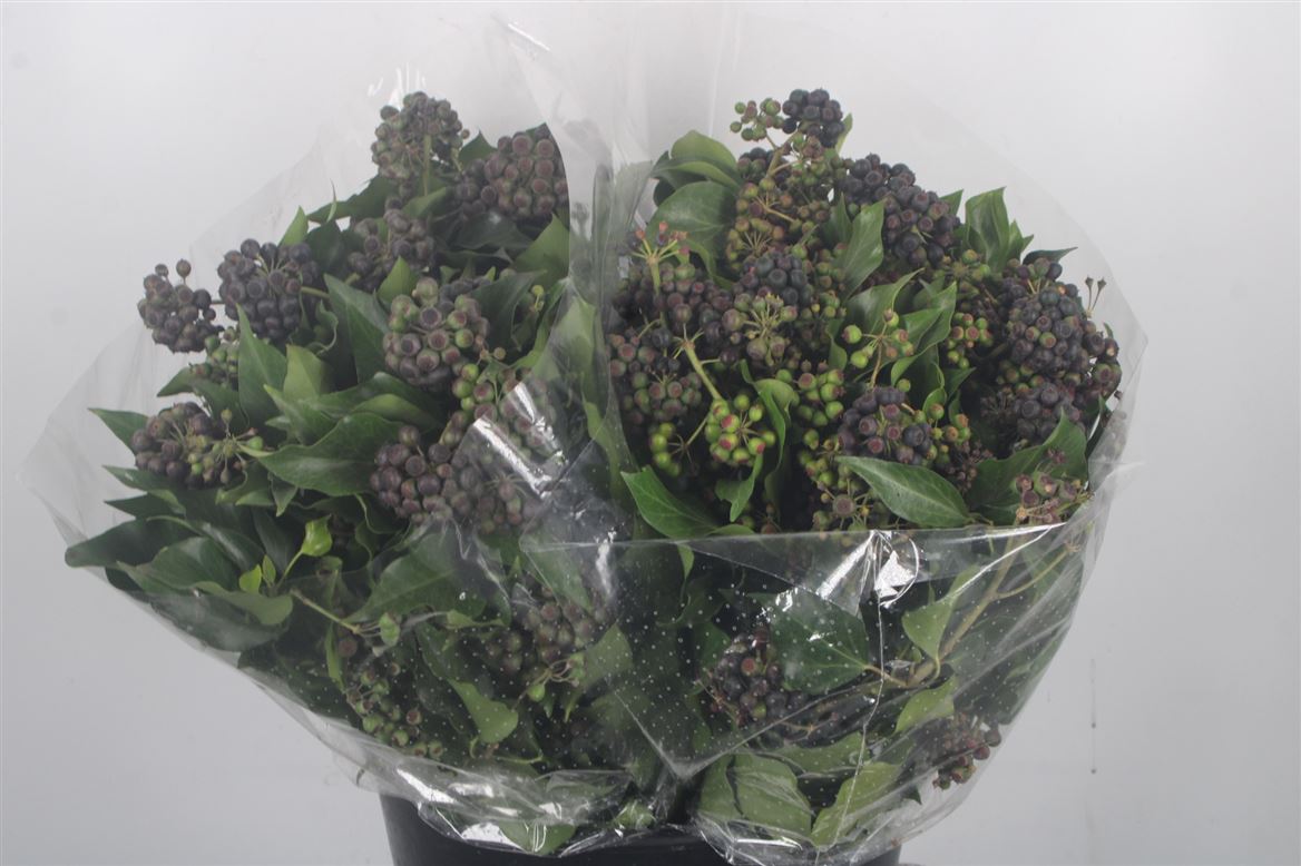 Hedera Met Bes P Bnch 50cm 400gram