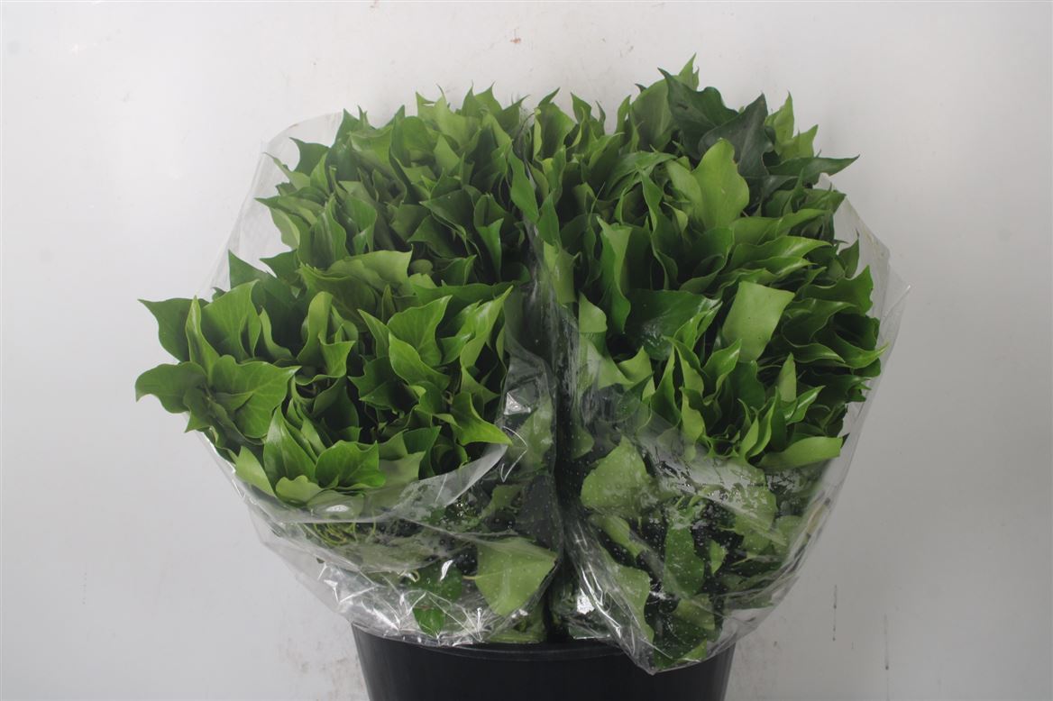 Hedera Met Bes P Bnch 50cm 400gram