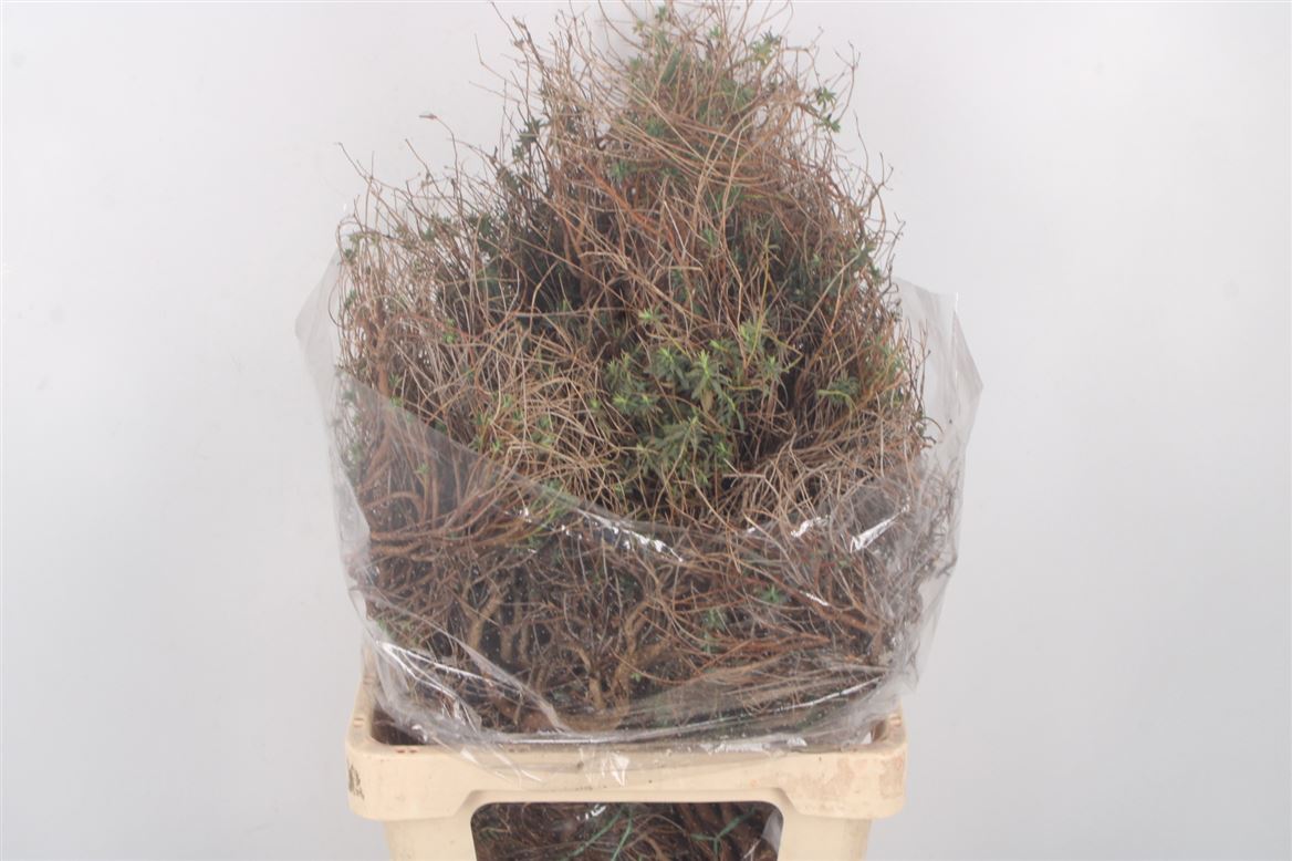 Euphorbia 60cm 500gram