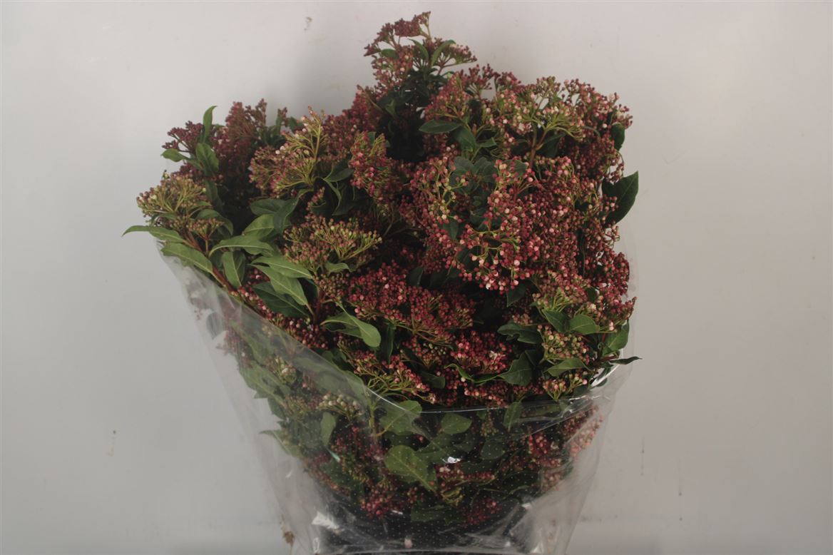 Viburnum Tinus Per Bunch 55cm
