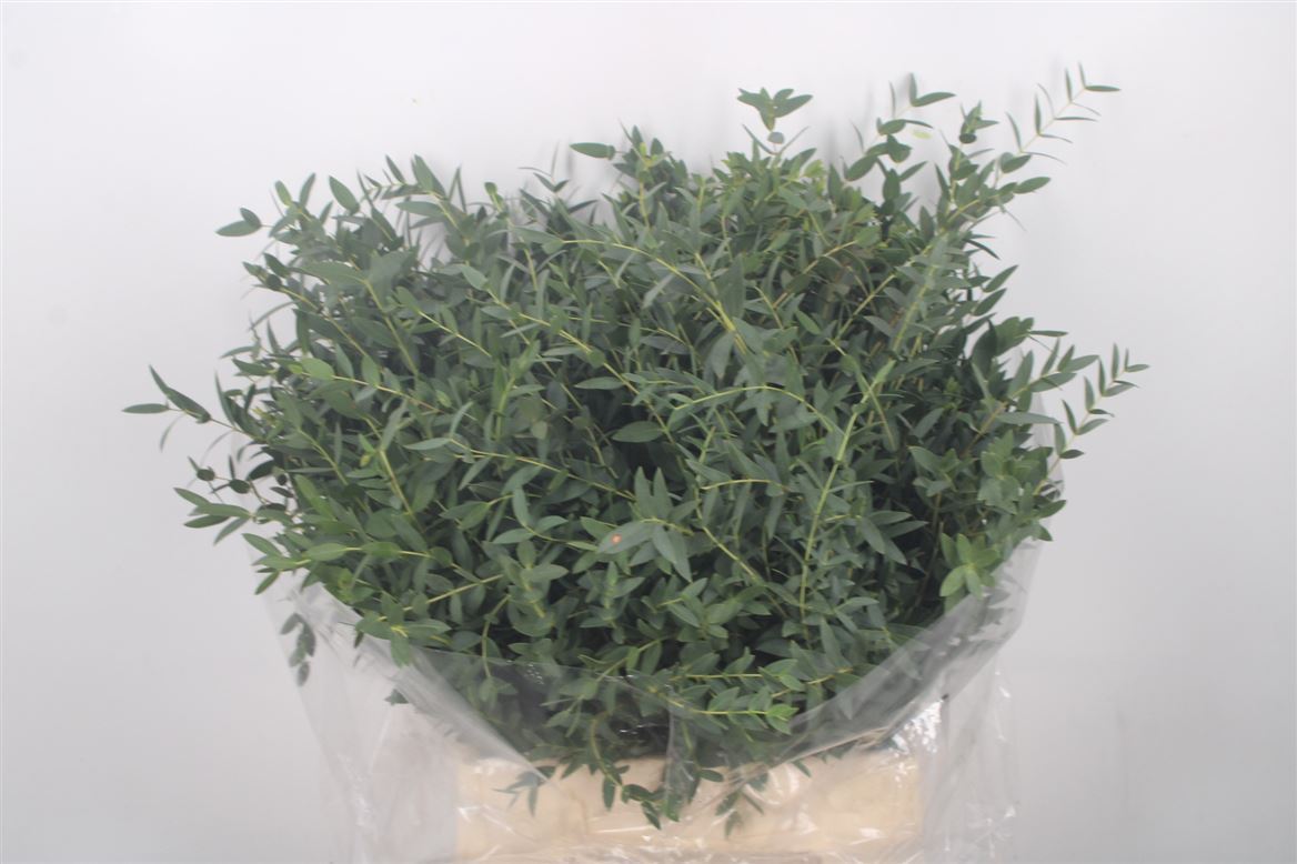 Eucalyptus Parvifolia 50cm 150gram