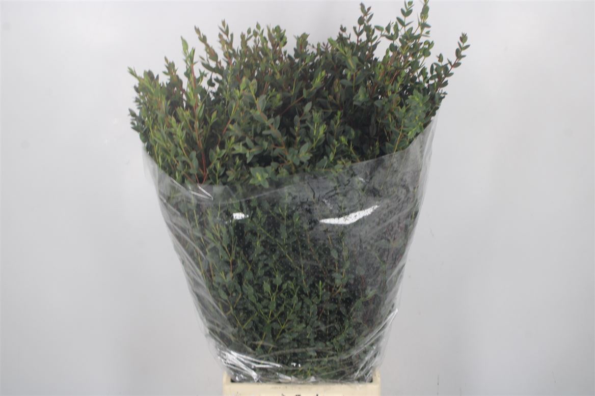 Eucalyptus Parvifolia 70cm 400gram