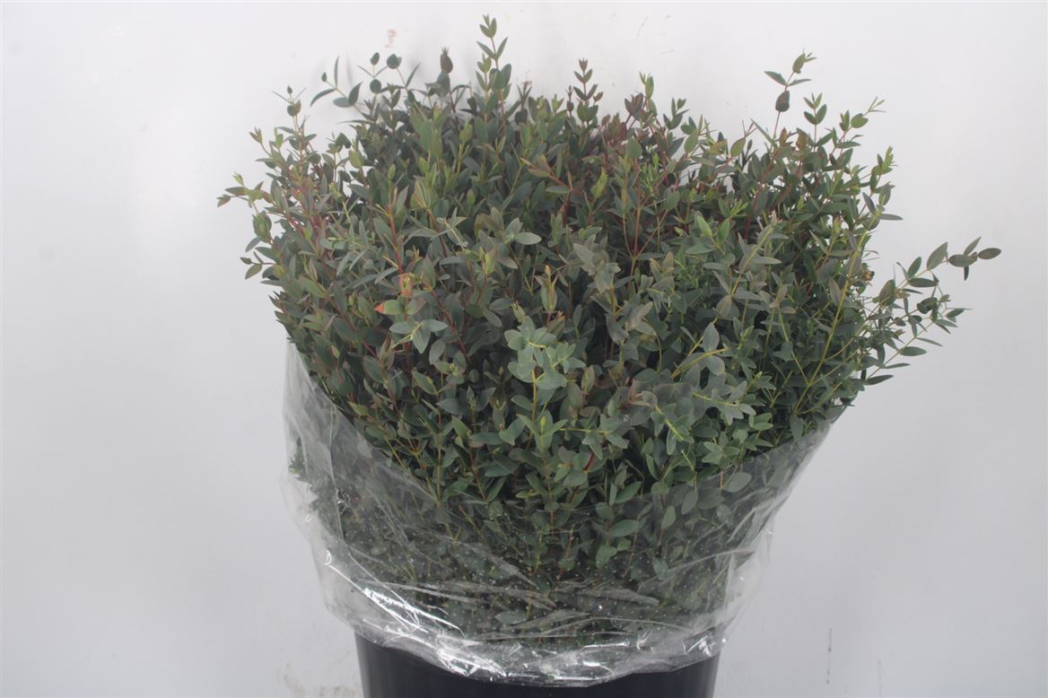 Eucalyptus Parvifolia 50cm 400gram