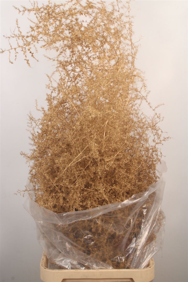 Ov Colrbehandeld 110cm
