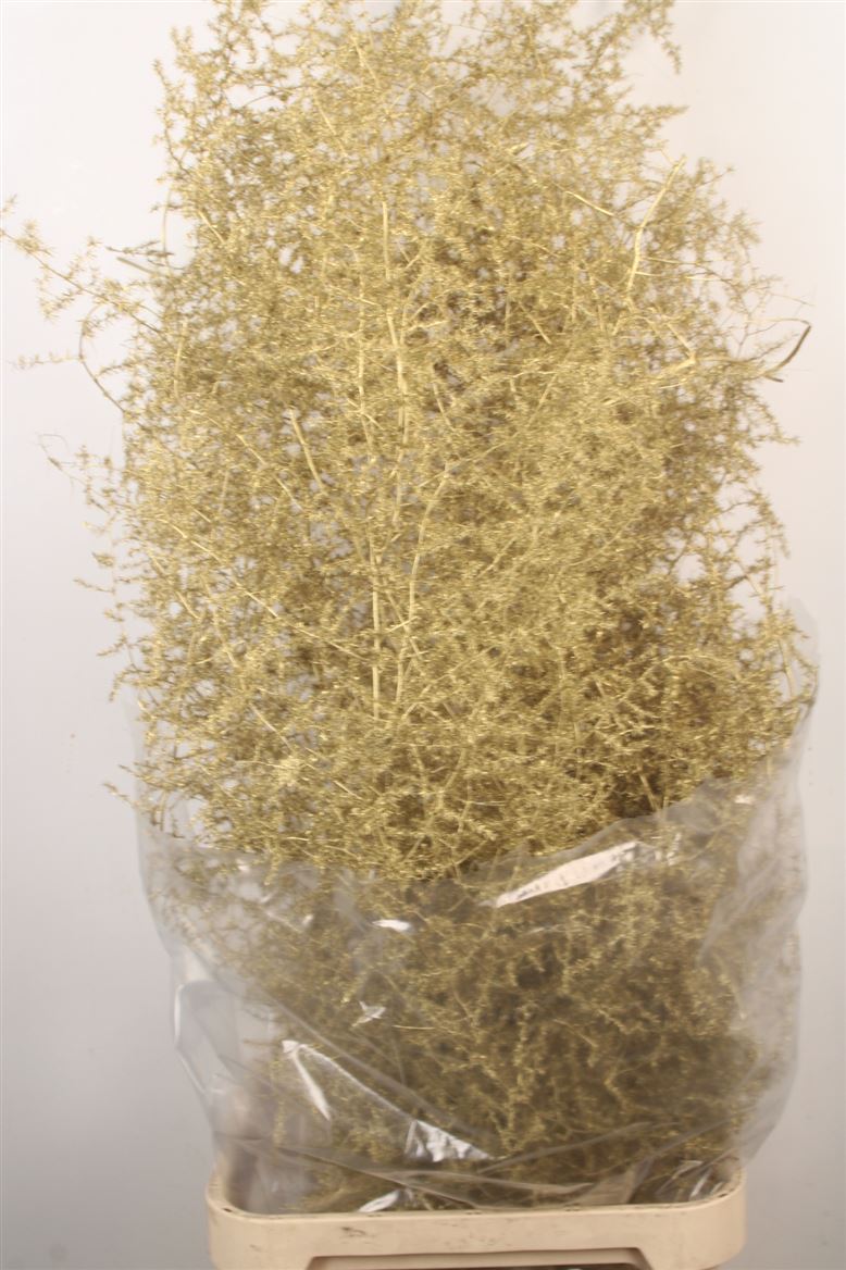 Ov Colrbehandeld 110cm