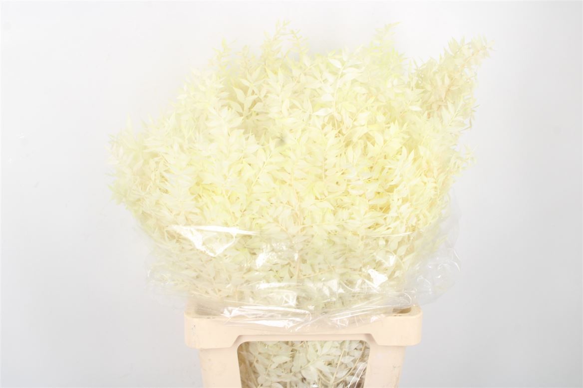Ov Colrbehandeld 60cm