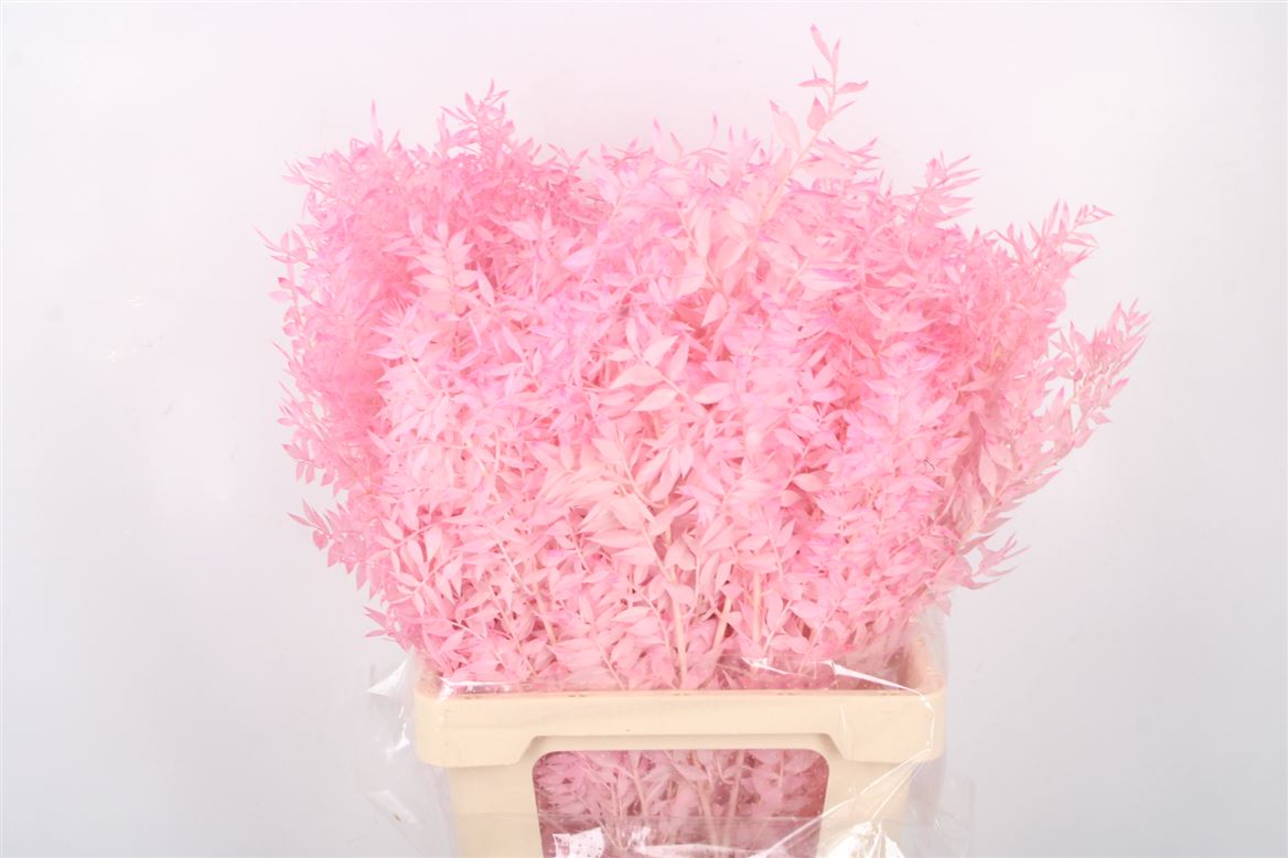Ov Colrbehandeld 60cm