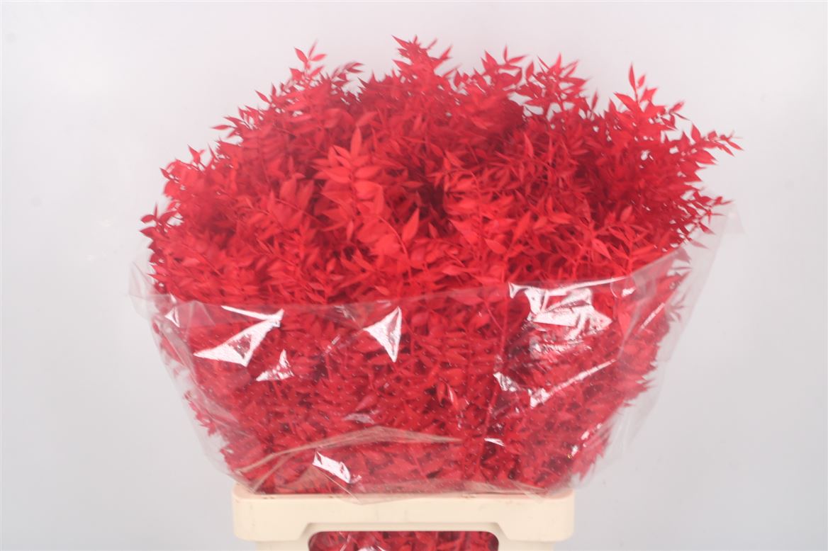 Ov Colrbehandeld 60cm