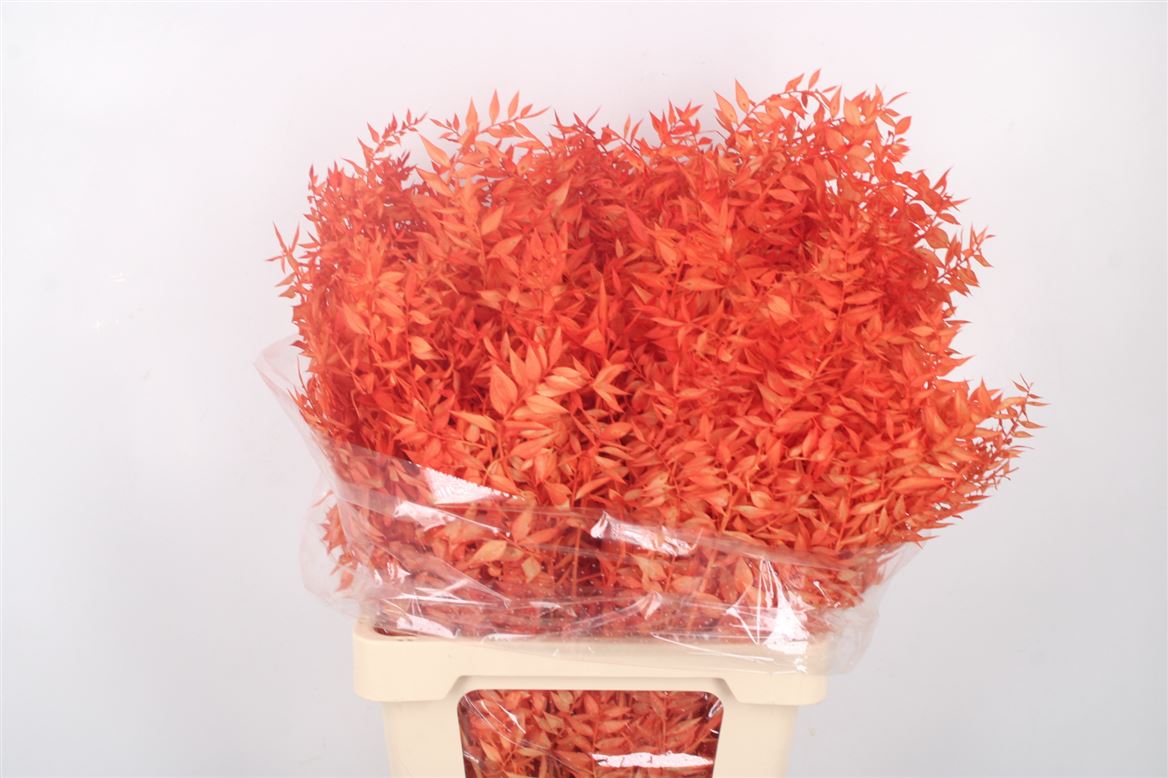 Ov Colrbehandeld 60cm
