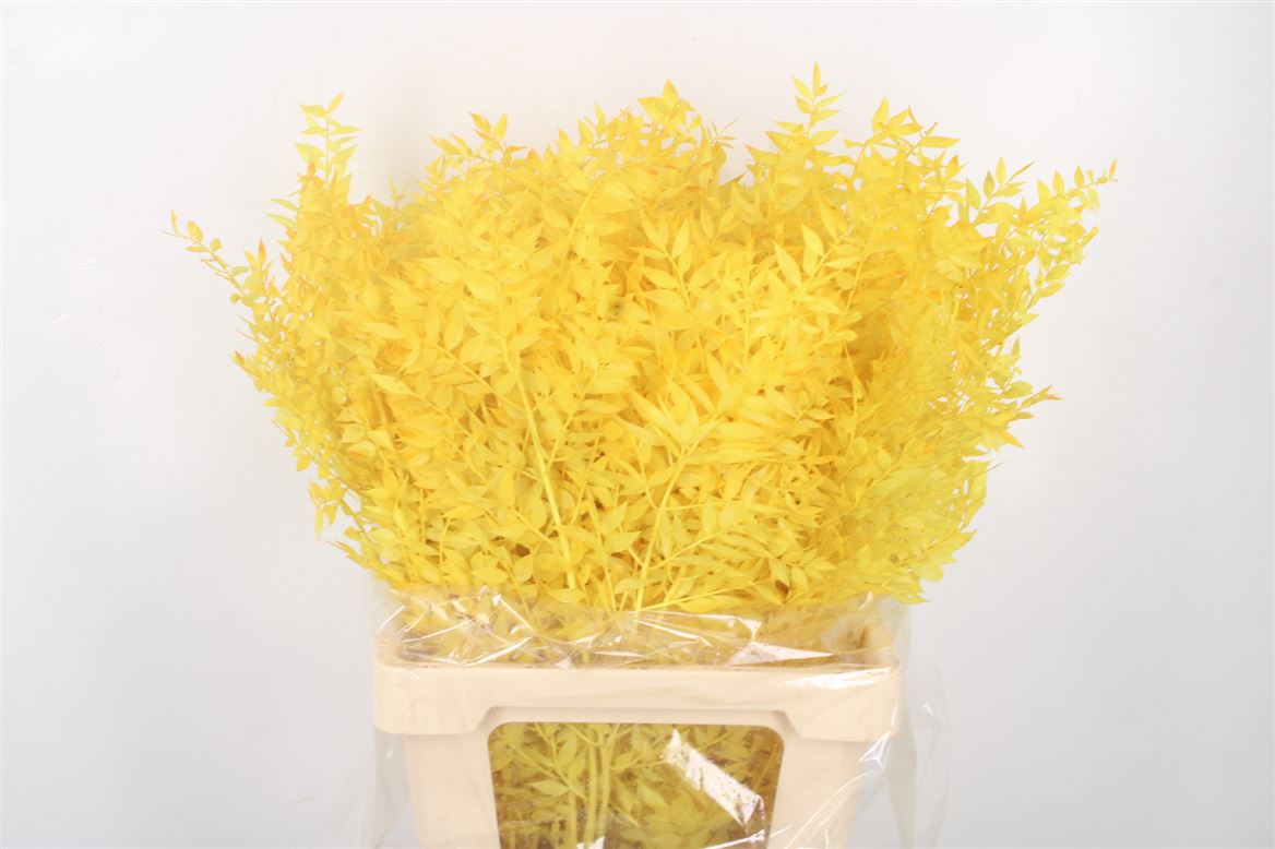 Ov Colrbehandeld 60cm