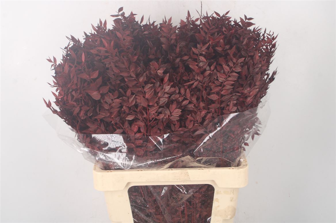 Ov Colrbehandeld 60cm