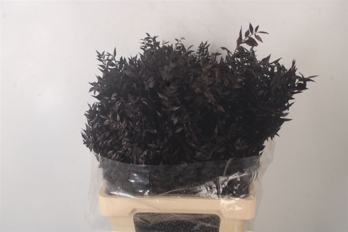 Ov Colrbehandeld 60cm