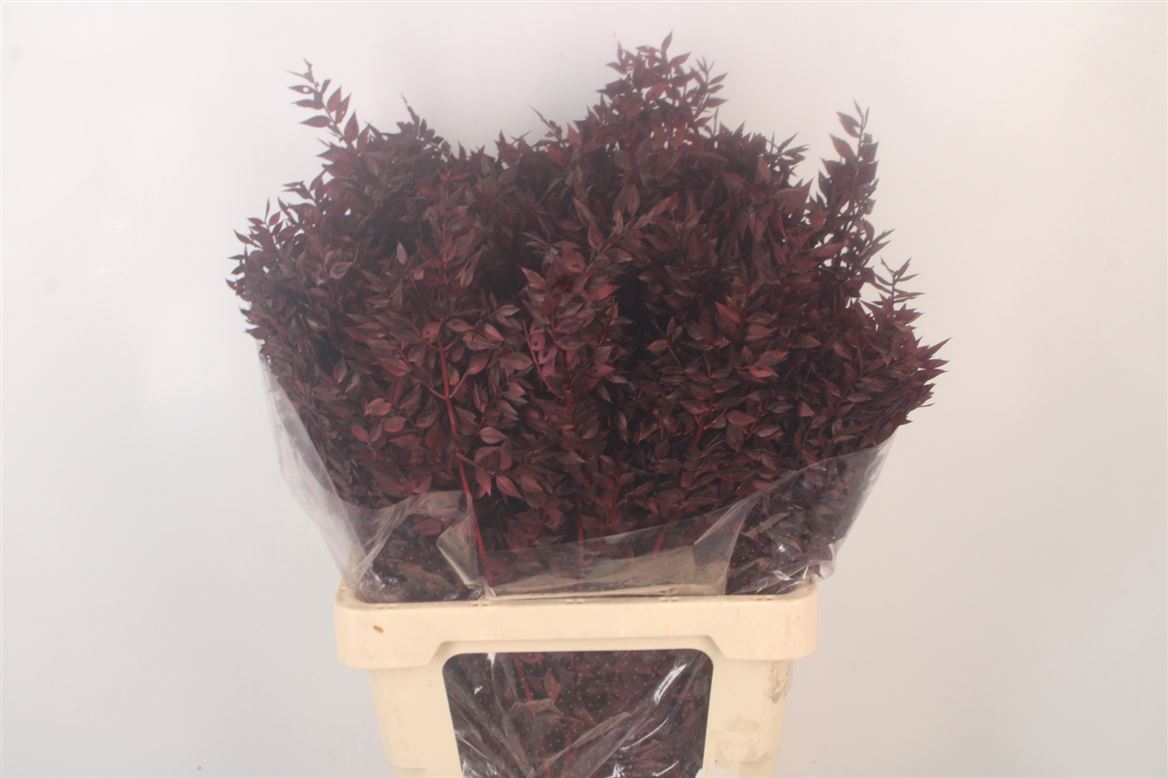 Ov Colrbehandeld 60cm