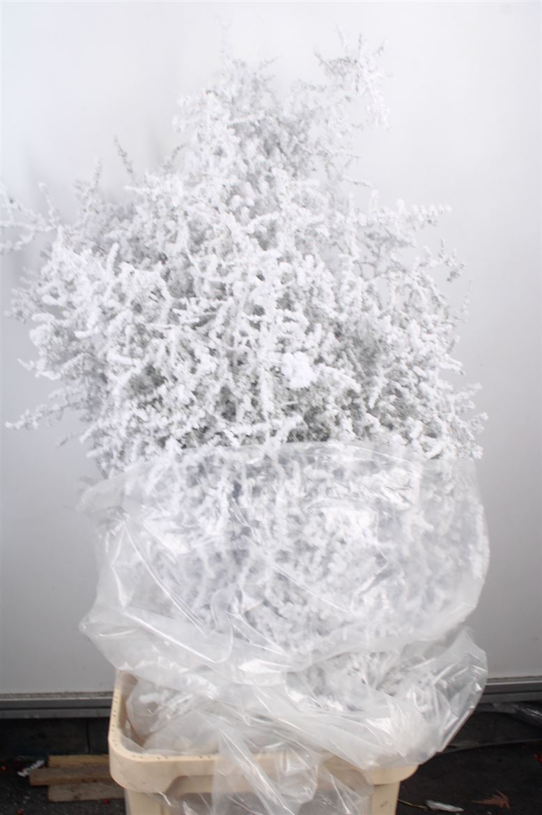 Ov Colrbehandeld 110cm