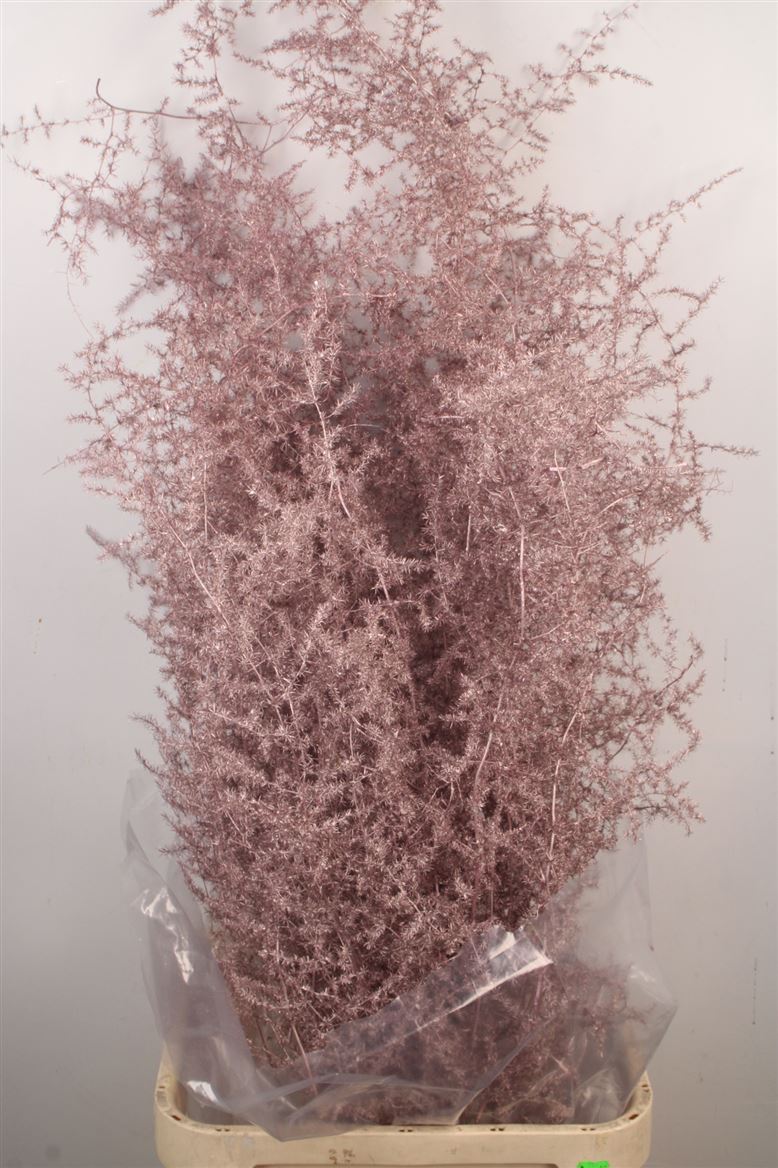 Ov Colrbehandeld 110cm
