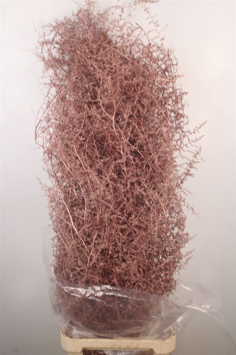 Ov Colrbehandeld 110cm