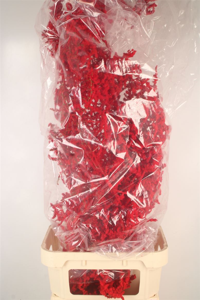 Ov Colrbehandeld 110cm