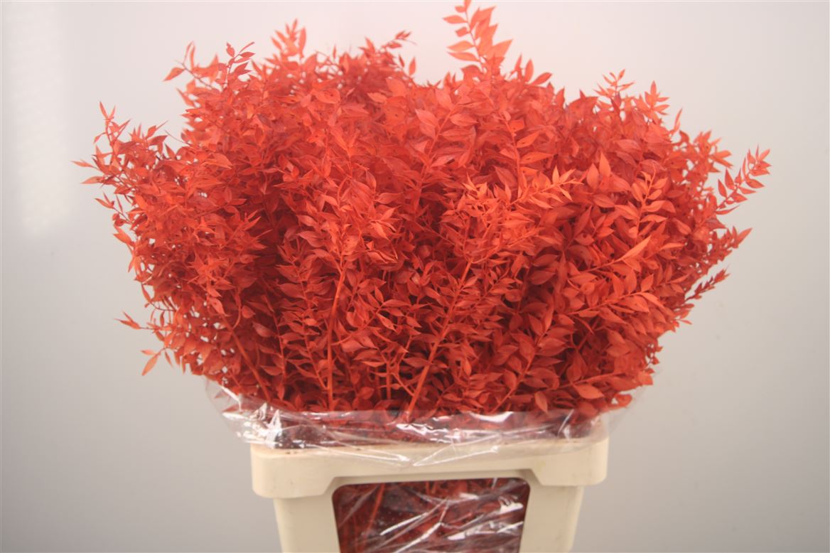 Ov Colrbehandeld 60cm